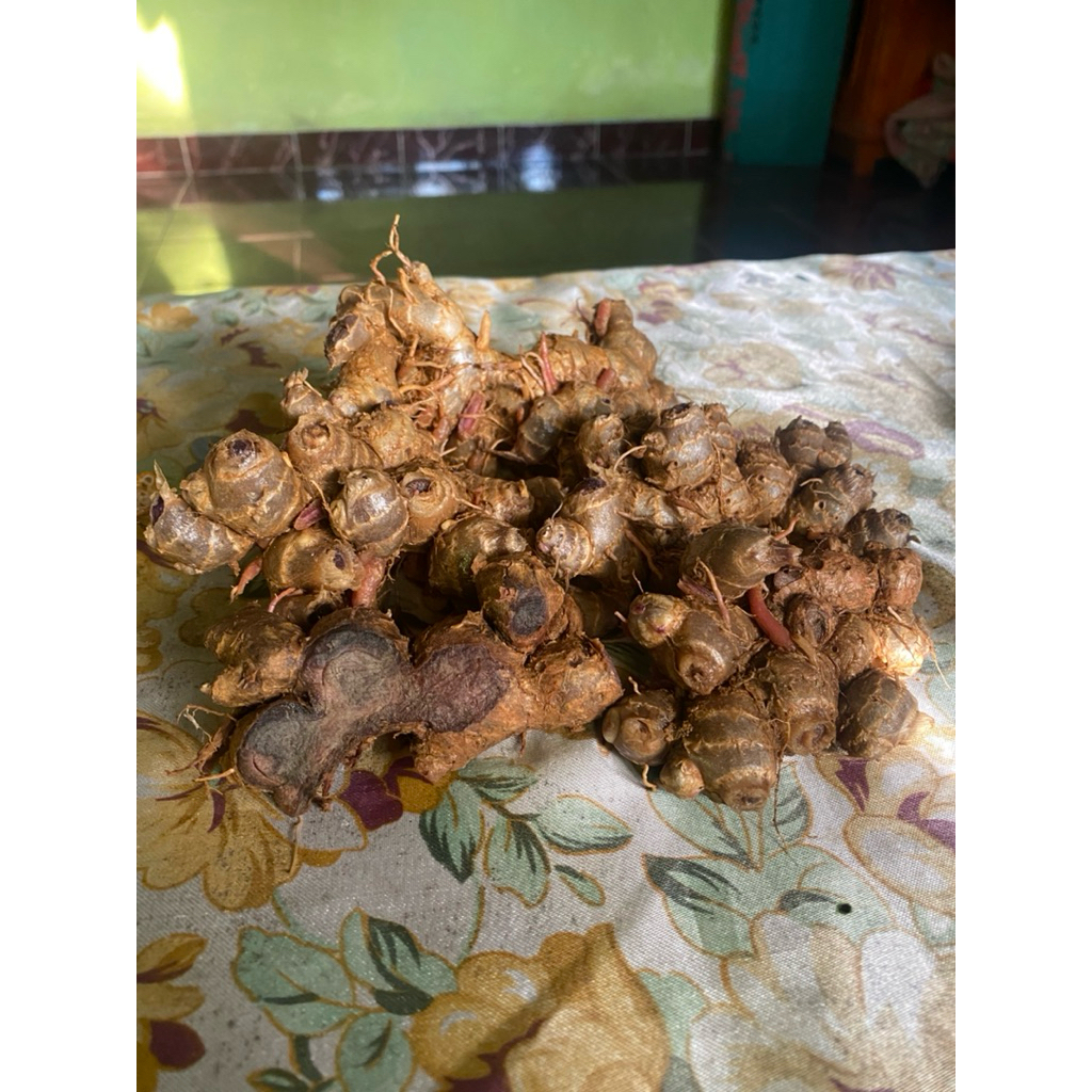 KUNYIT HITAM ORIGINAL