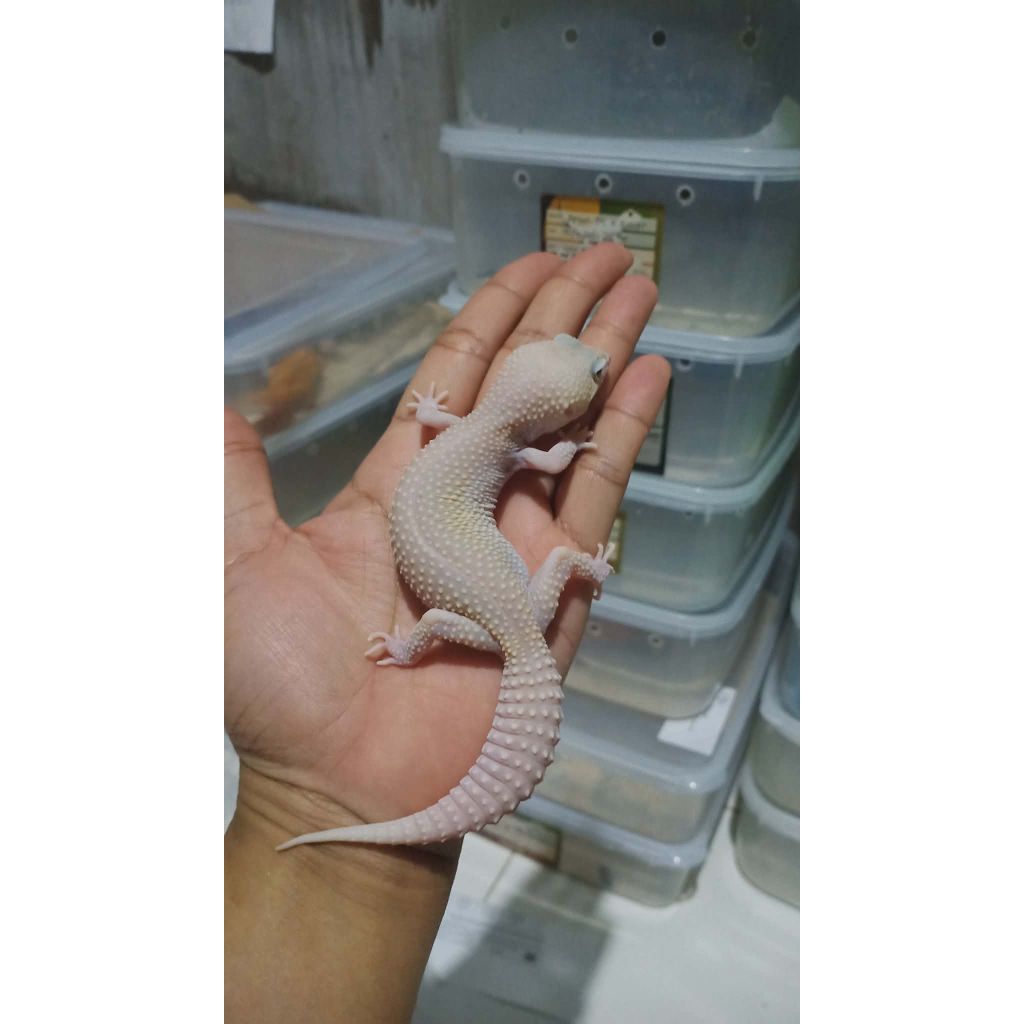 mainan leopard gecko putih