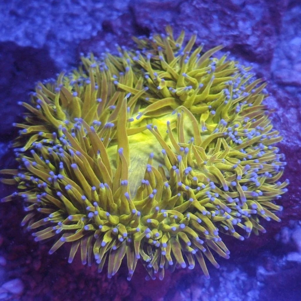 anemon clown full metalic hujau terang cantik rumah untuk nemo aquarium laut hias