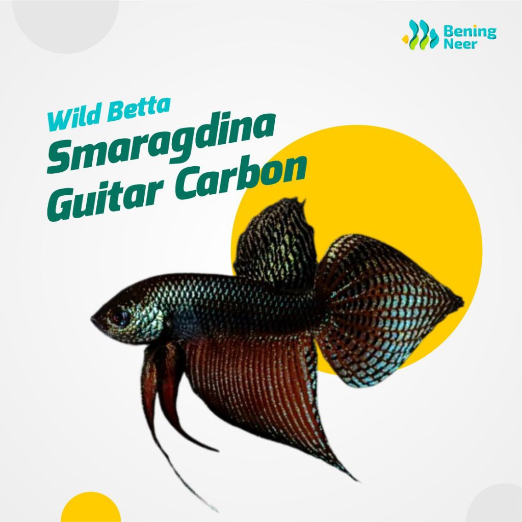 [Bening Neer] Wild Betta - Smaragdina Guitar Carbon