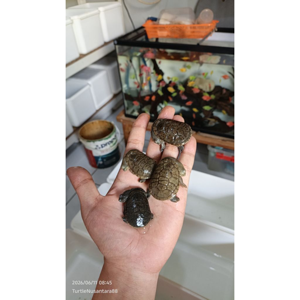 PELET KURA SIEBENROCKY / LEHER PANJANG / KURA KURA LUCU