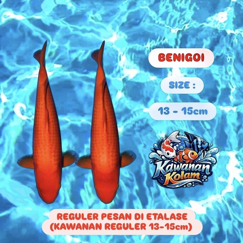( BENIGOI ) Sepasang Koi Blitar Size ( 13-15cm )