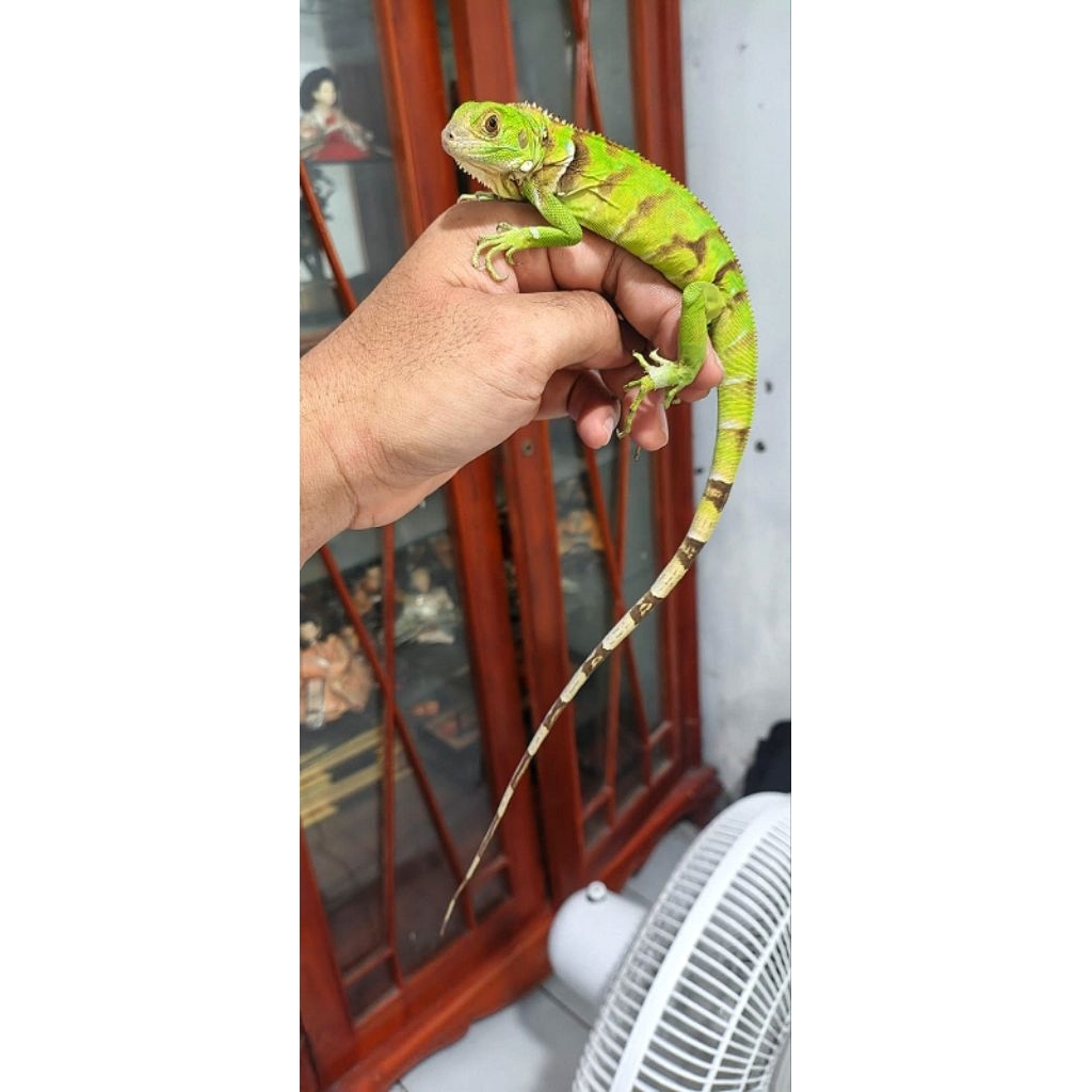 iguana baby up tobago hybrid jantan