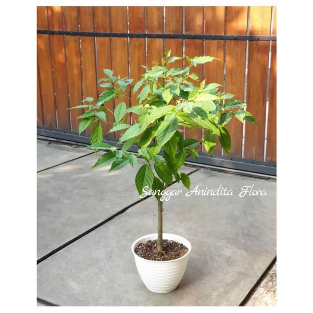 tanaman hias bunga kenanga harum + pot putih