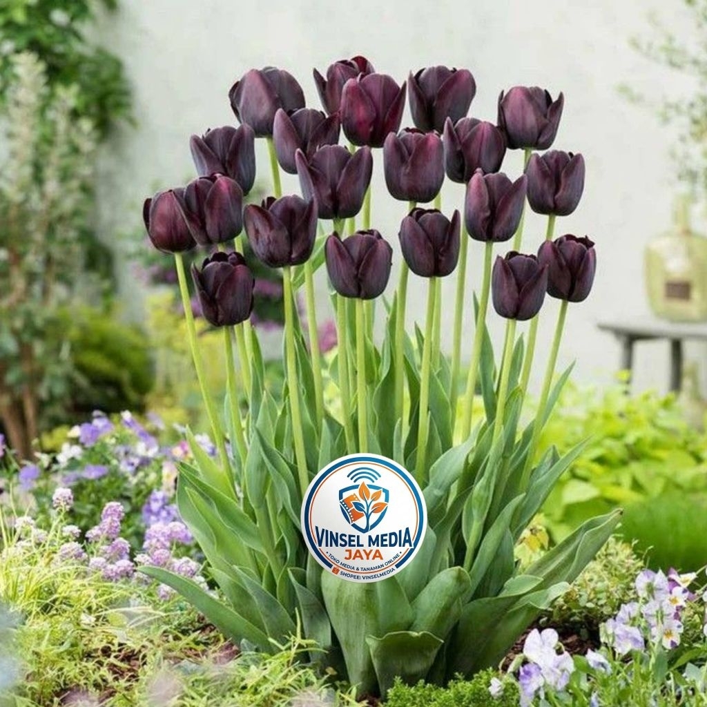 [IMPORT] Umbi Bunga Tulip Hidup Black F1 Premium - Bibit Bunga Tulip Asli Siap Tanam Tanaman Hias In