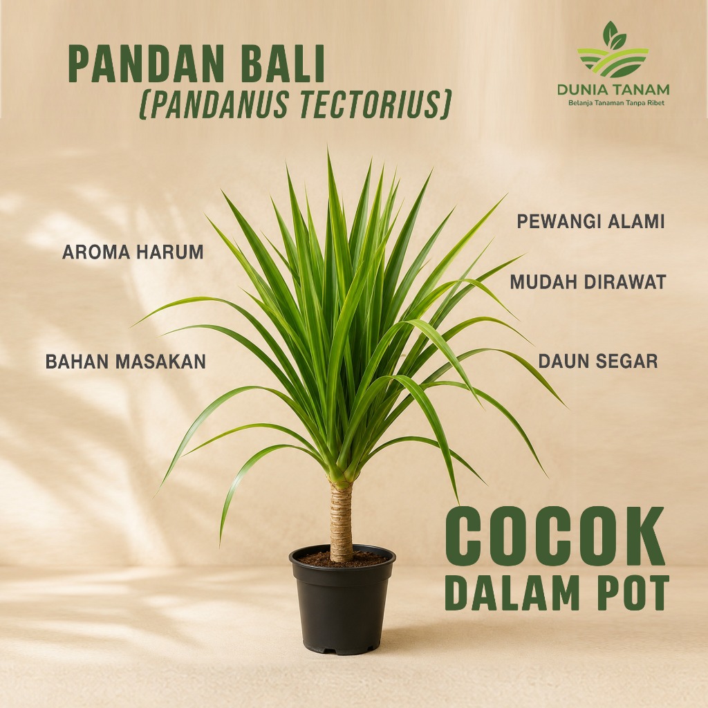 bibit tanaman pohon hias hidup pandan bali