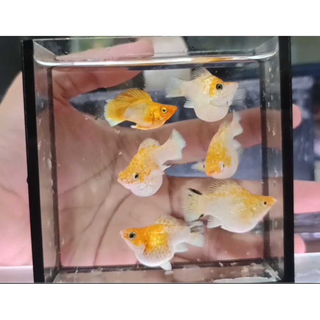 Mainan 1 pasang molly lemonhead  bulet bantet size siap induk
