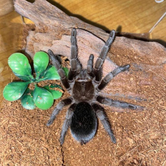 TARANTULA GRAMMOSTOLA PULCHRA - FEMALE