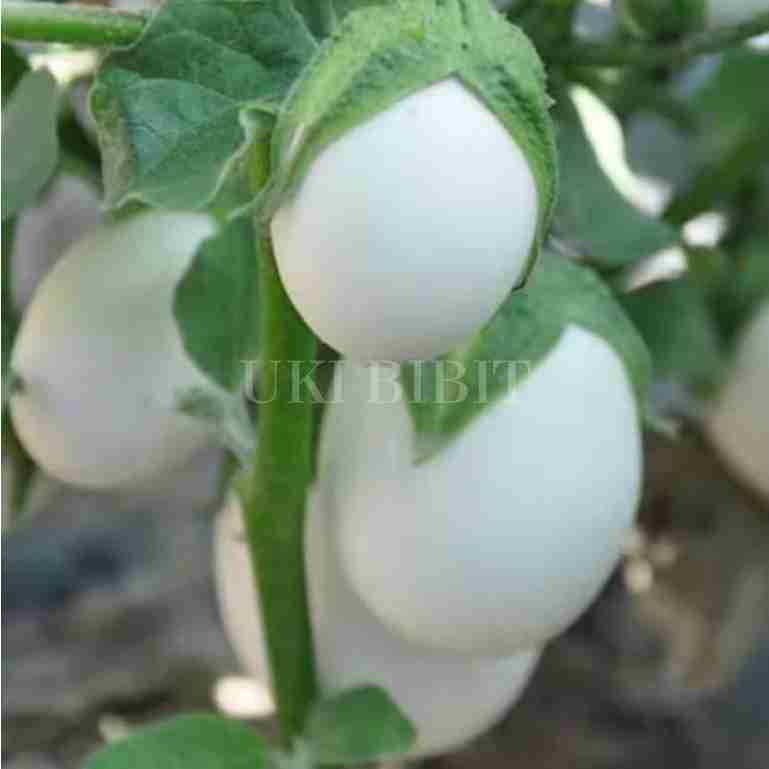 ( 10 Butir ) Benih Biji Terong Telur | Terong Putih | Terong Putih Bulat | UKILEAF