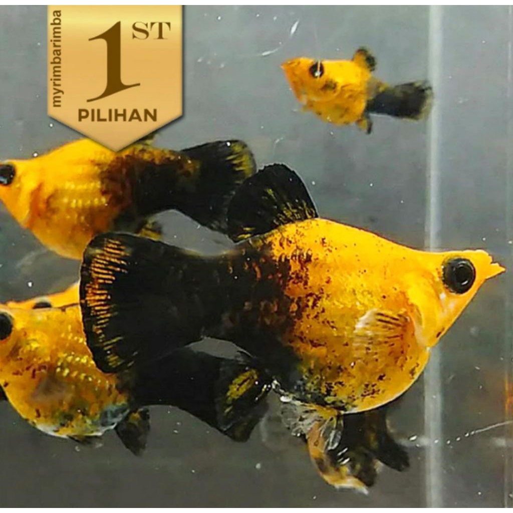 Langka Molly Golden Black Balon Ikan Hias Aquascape Hiasan Aquarium