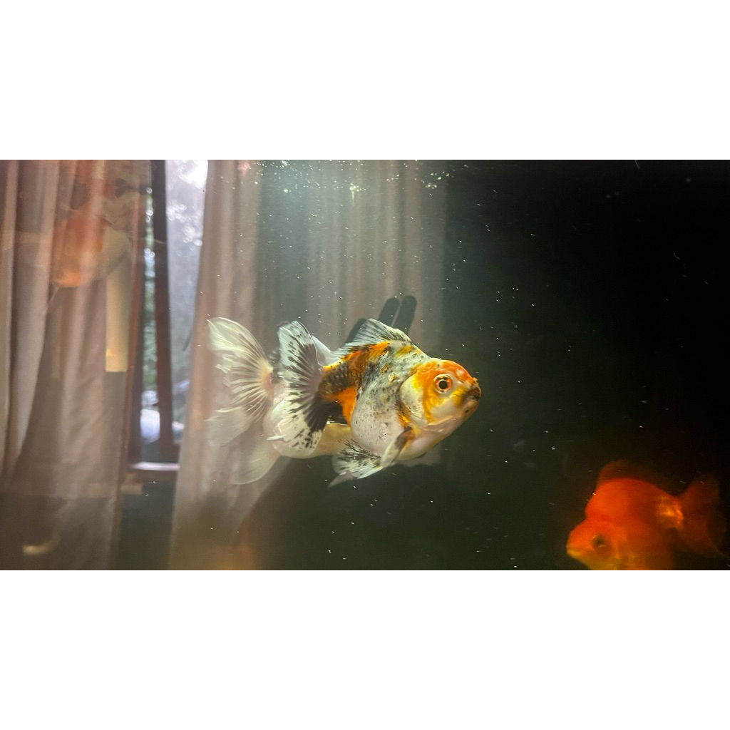 oranda goldfish