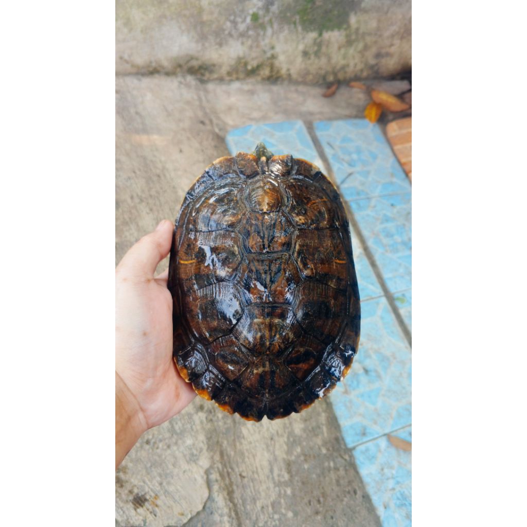 Makanan Pakan Pelet Ikan Kura Kura Brazil Dewasa Indukan Jantan Ukuran 17 Cm Res Red Ear Slider Turt
