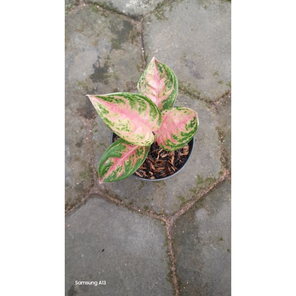 Aglonema Nusantara (Size Baby)