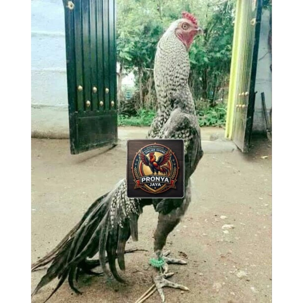 telur ayam aseel Parrot petarung untuk hiasan kandang atau peranakan untuk petarung untuk di tetaska