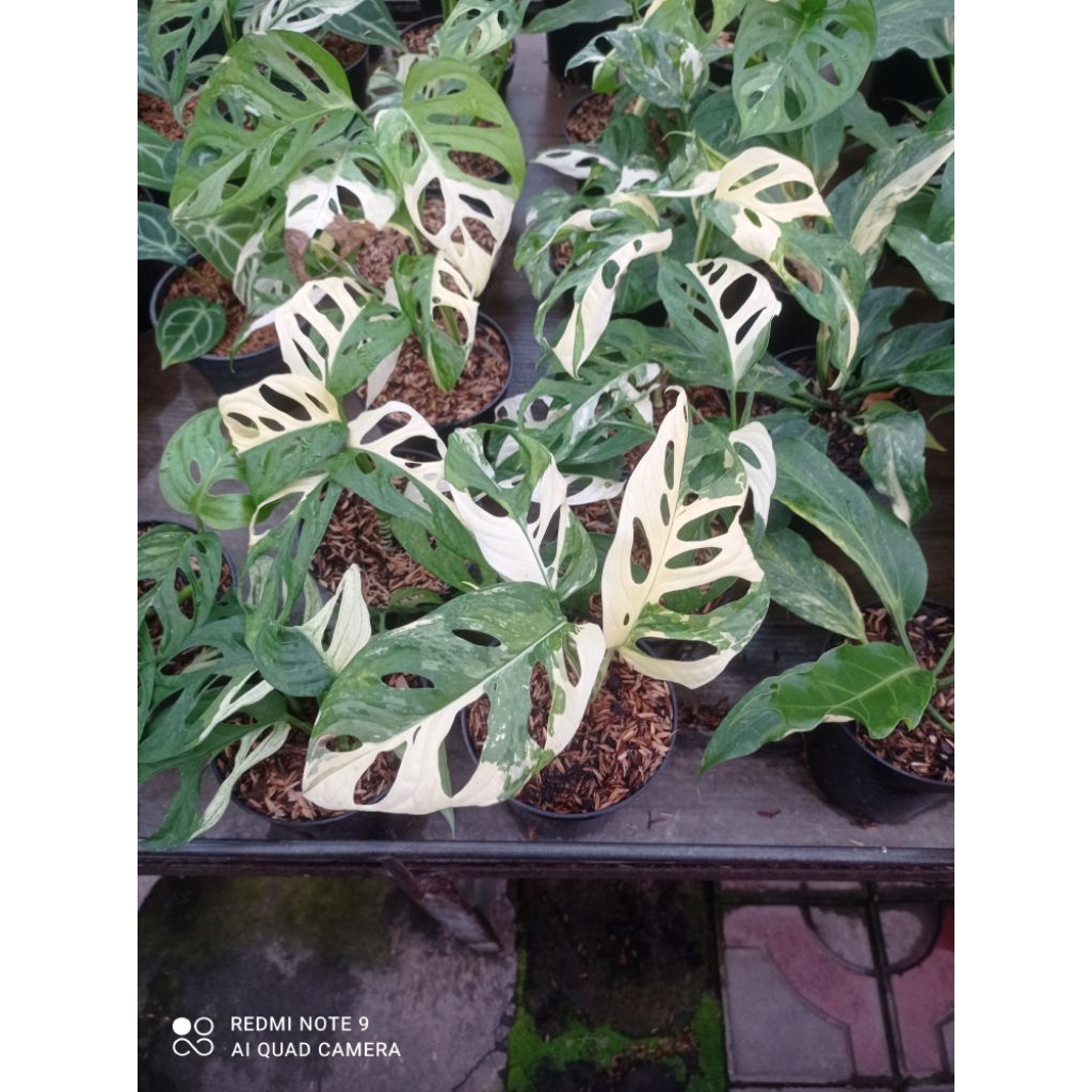 janda bolong variegata