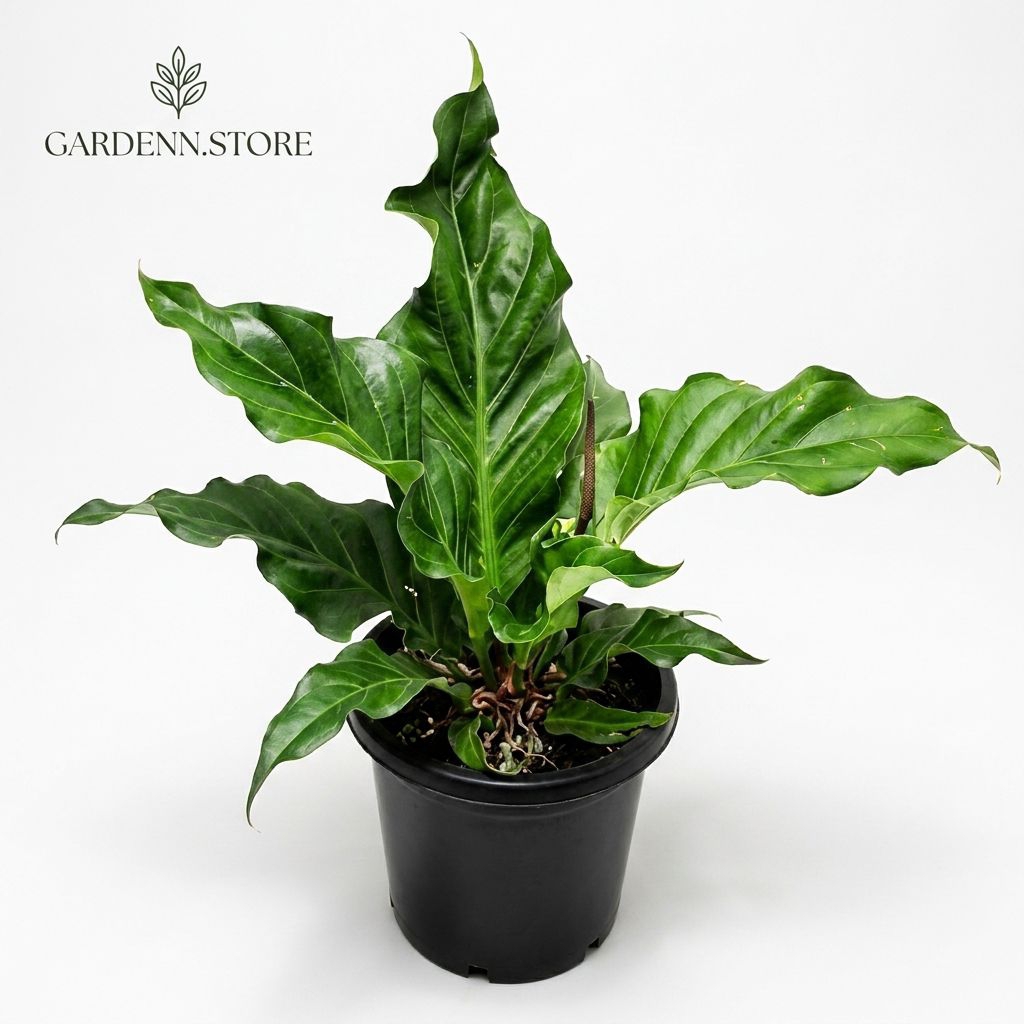 Anthurium Gelombang Cinta Super Sehat Tanaman Hias Daun Eksotis Premium Koleksi Pecinta TanamanTanam