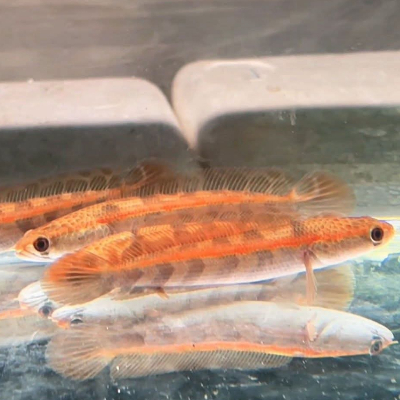 Red Barito/Red Pbun/Red Lempuyang Sortiran Terbaik Merah Cakep