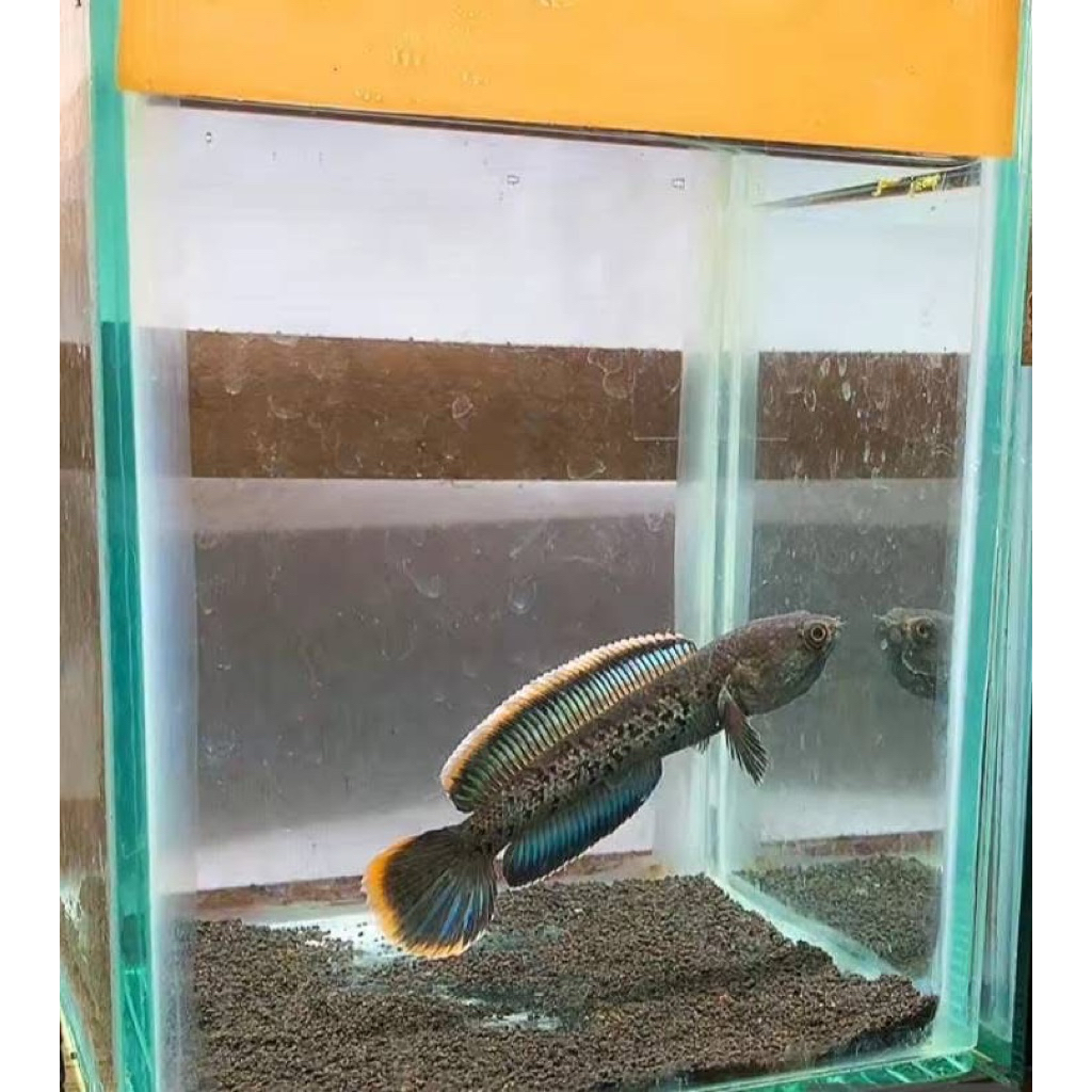 stewarti karbialong sz 7-8 cm  cm grade a (full pelet)
