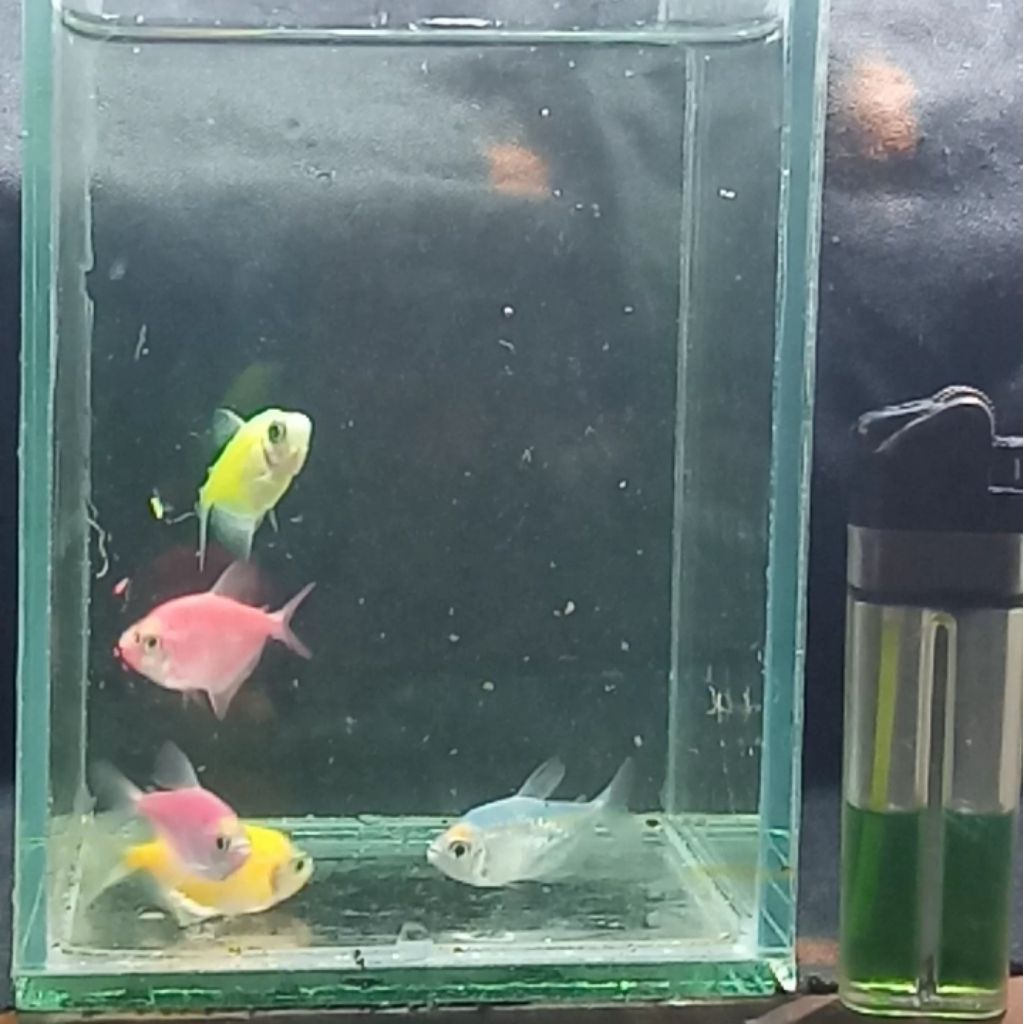 Ikan Hias Glofish
