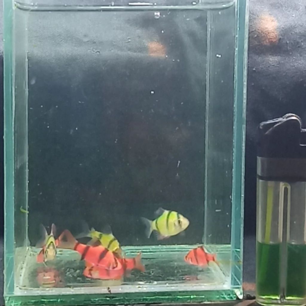 Ikan Hias Sumatra Tiger
