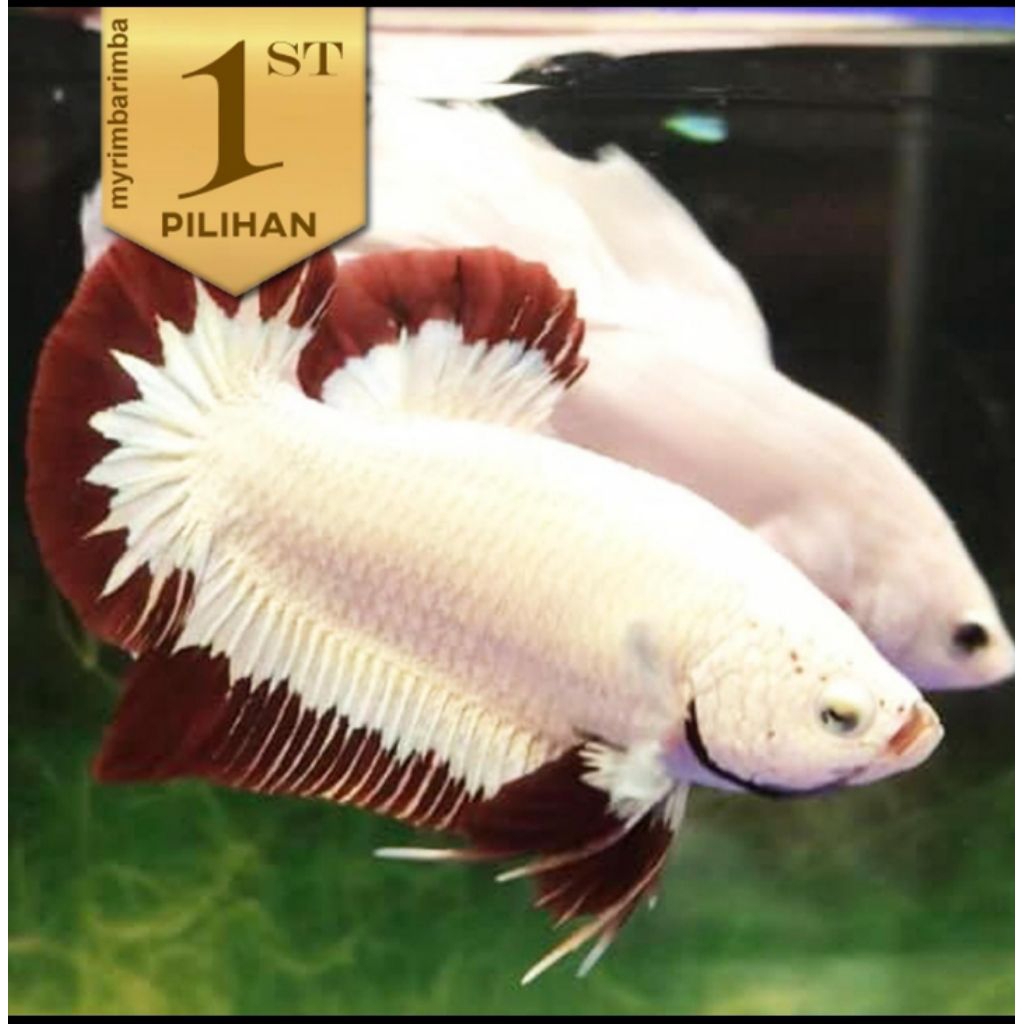 Cupang Betina Red Dragon Ikan Hias Aquascape Hiasan Aquarium Tanaman