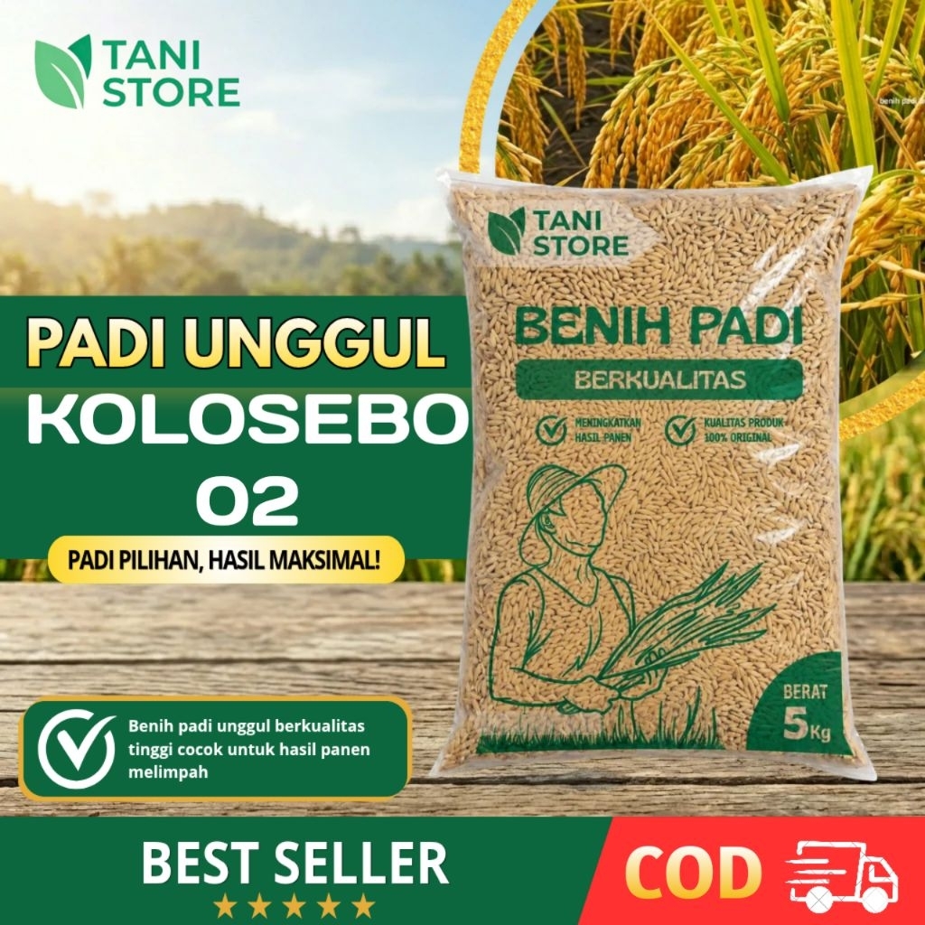 Benih padi unggul original jenis KOLOSEBO 02 5kg