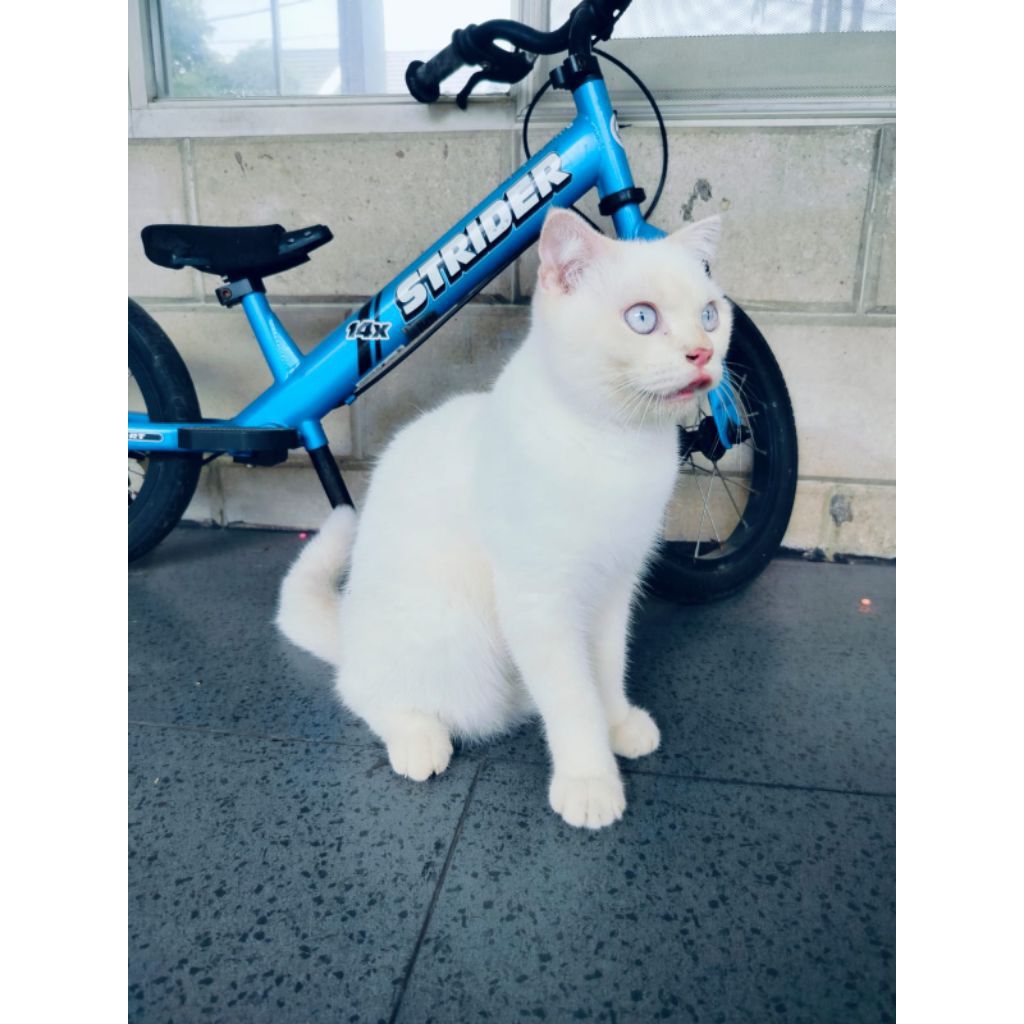 kucing Scottish fold