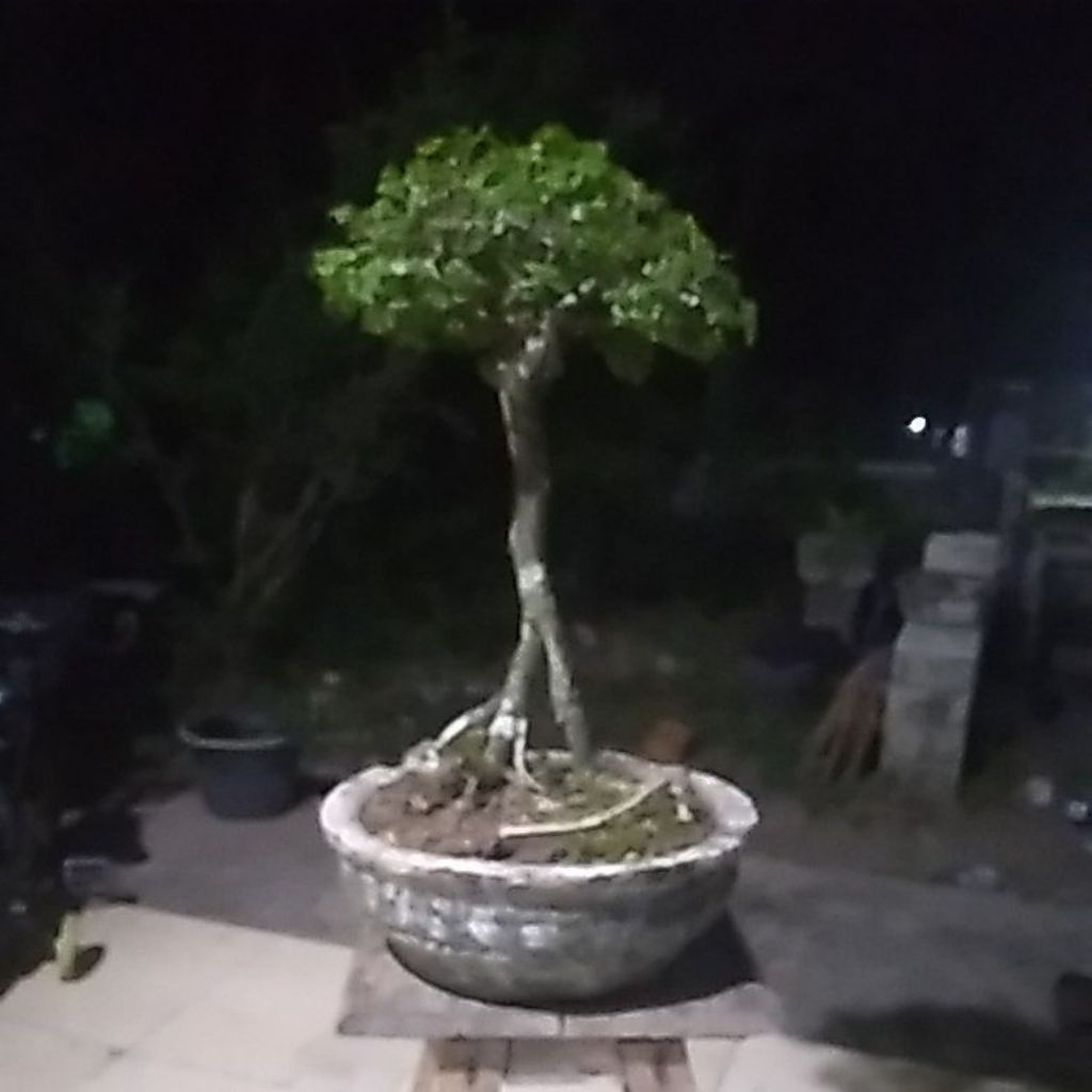 Tanaman hias bonsai serut