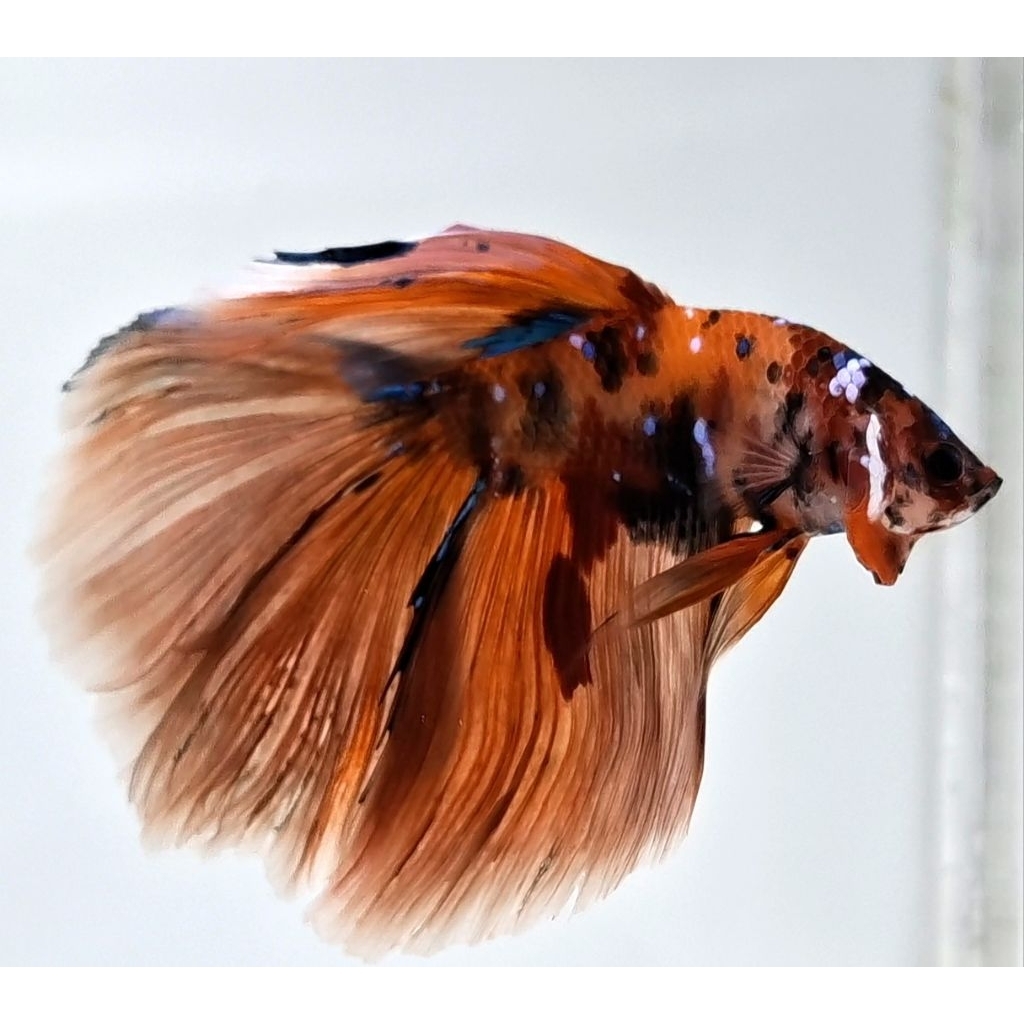 Betta Fish Half Moon Nemo Galaxy Size L