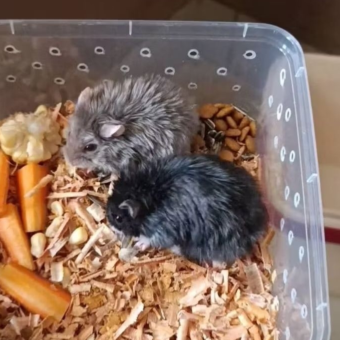 Hamster Campbell Satin Cambel Blue Satin Black Dove Lilac Langka Limited