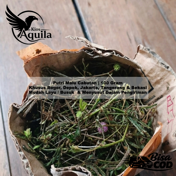 Putri Malu Mimosa Pudica 100 Gram Cabutan Tanpa Media Tanah