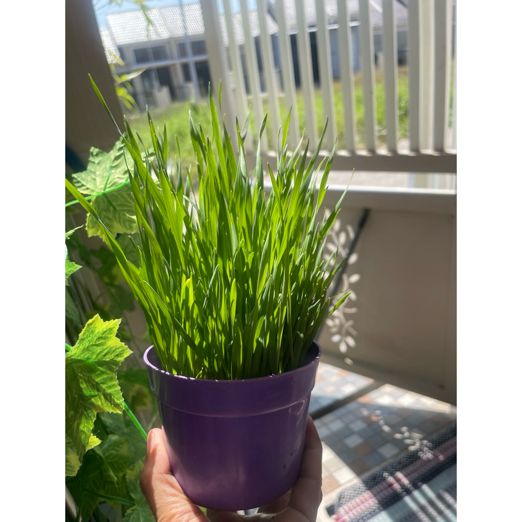 Wheatgrass Premium + GRATIS Snack | RUMPUT KUCING