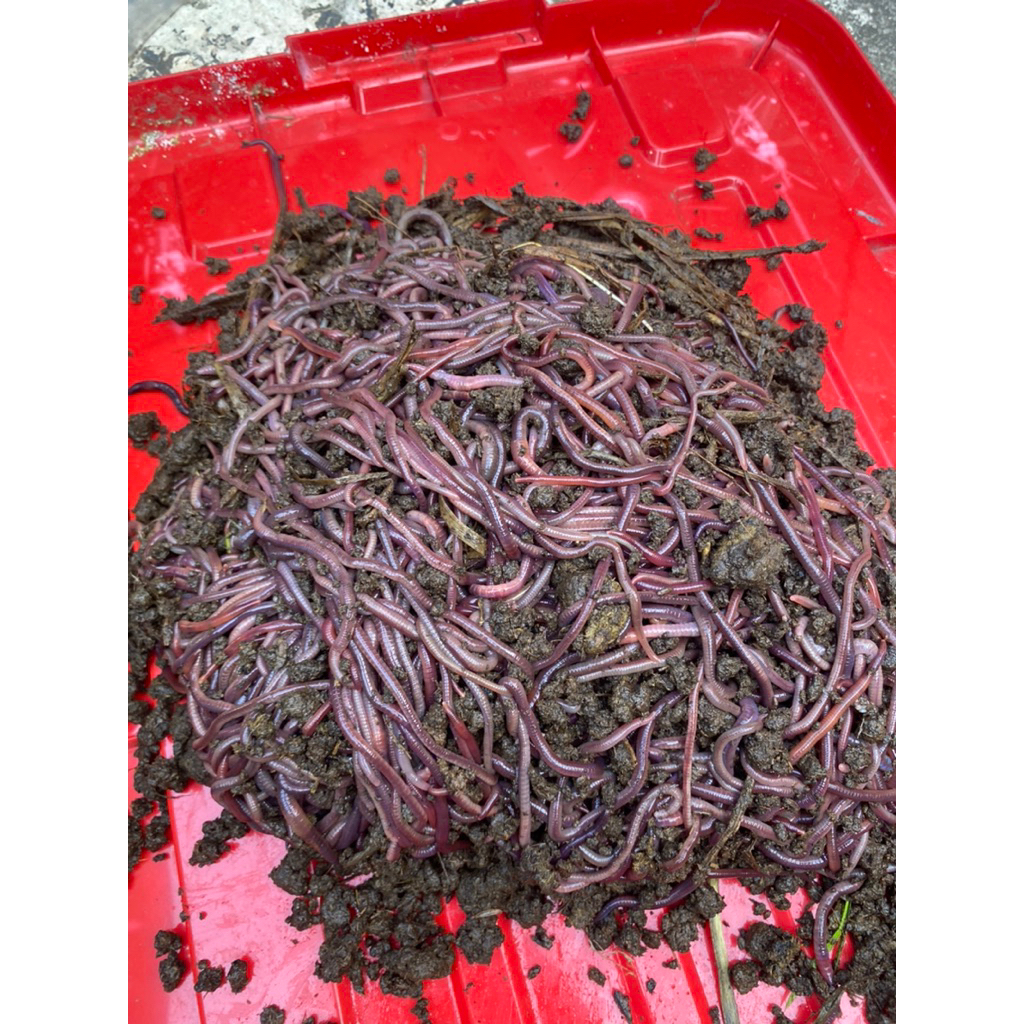 cacing anc 1 kg