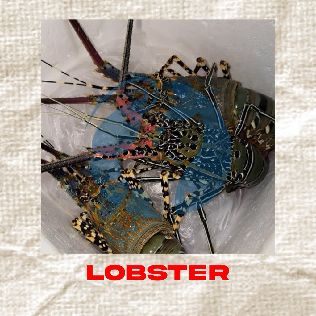 Lobster Fresh Frozen