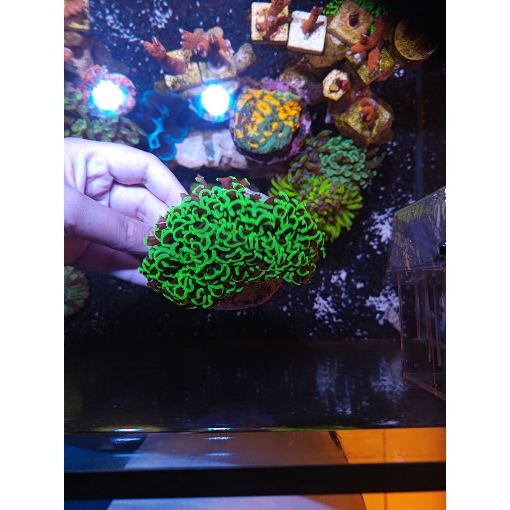 coral Siwalan ijo (keeping hammer coral)