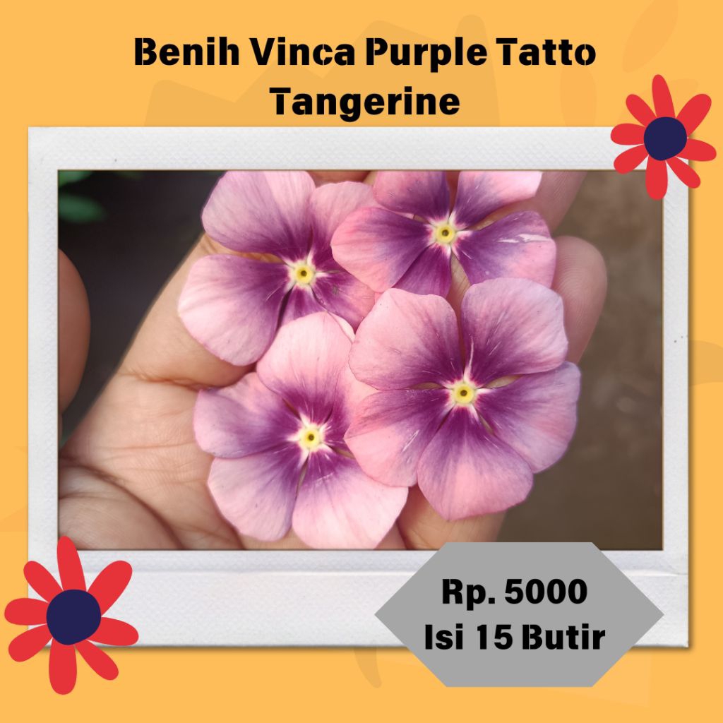 Benih / Biji Vinca Purple Tatto Tangerin