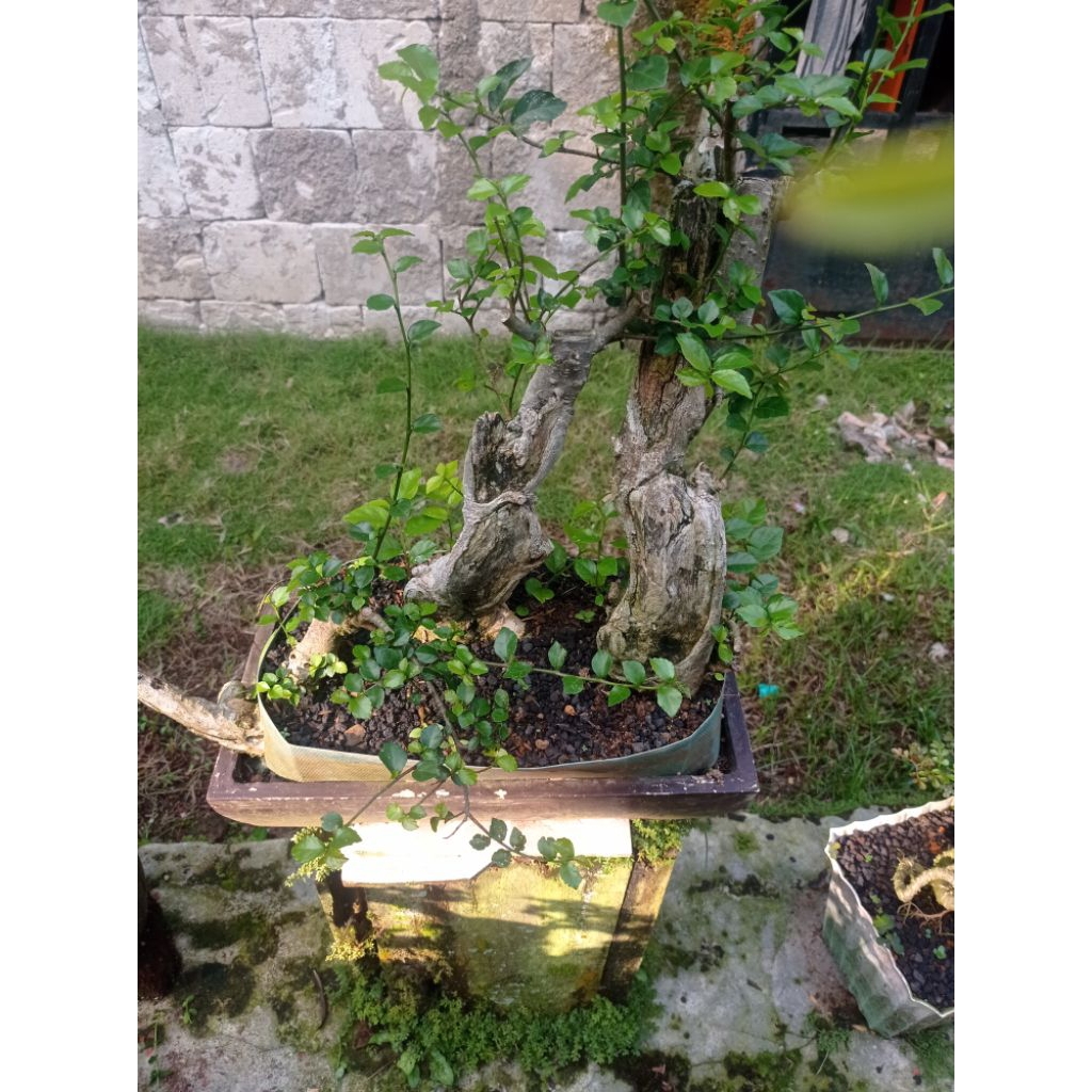 Bahan bonsai serut gruping karakter istimewa