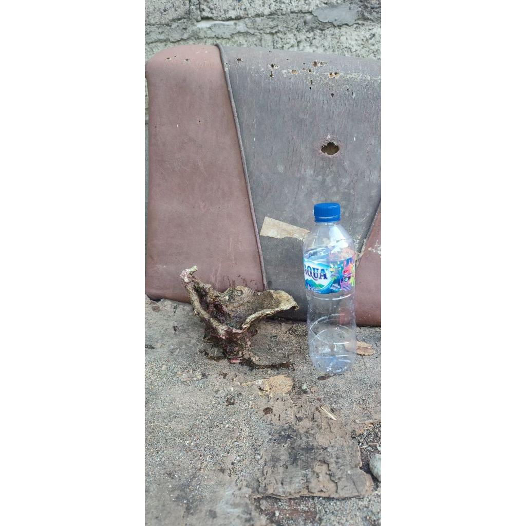 batu karang laut