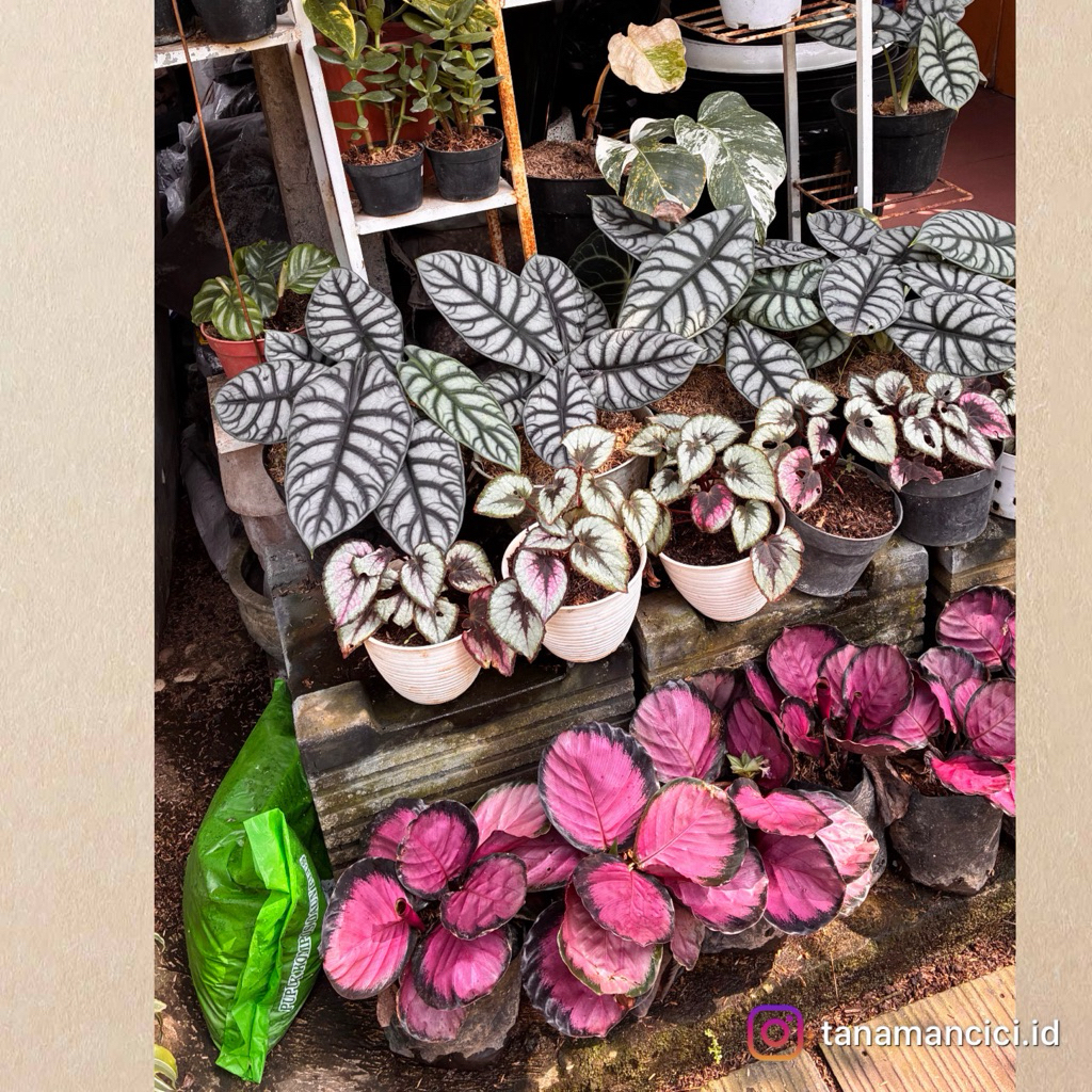 tanaman hias calathea crimson roseopicta real pict rimbun