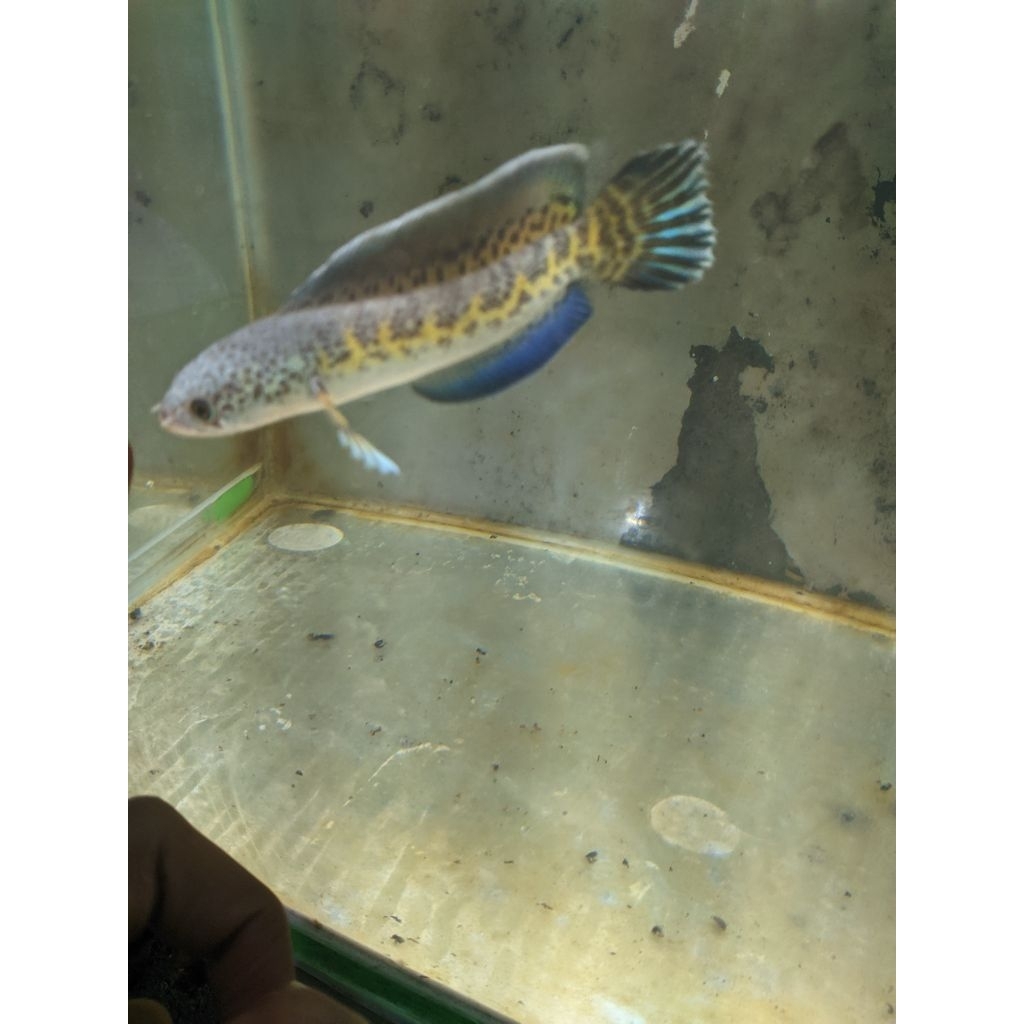ikan auranti