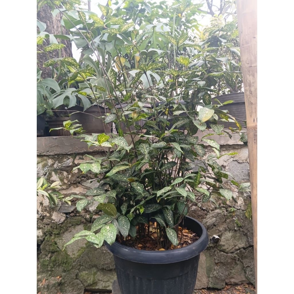 Bambu jepang beras tumpah dracena