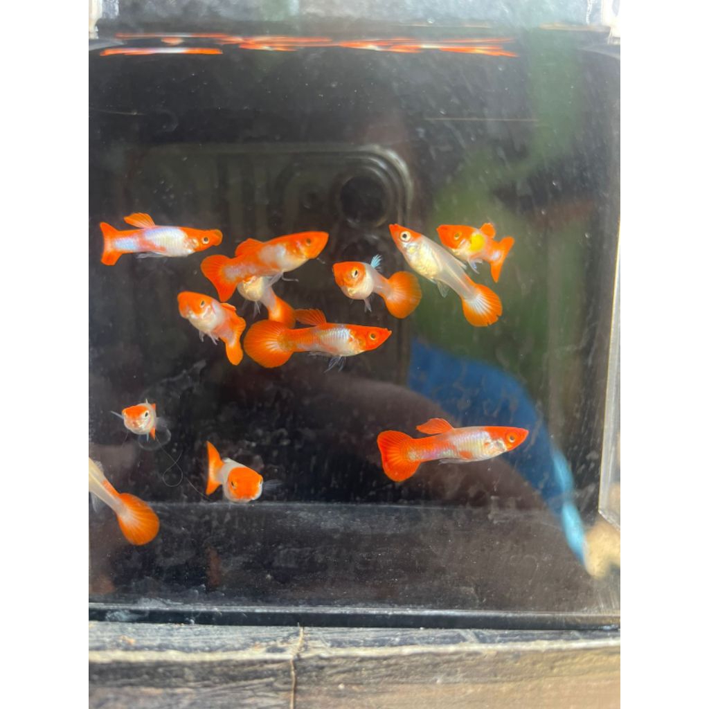 sticker guppy blonde koi normal, sepasang, genetik bagus