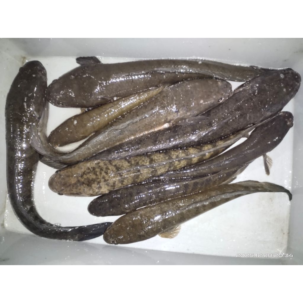 Ikan Gabus/Kutuk Hidup