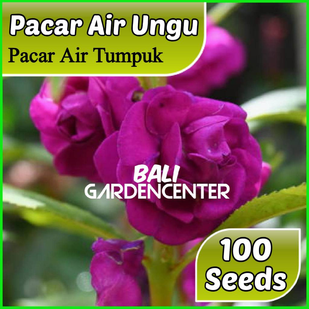 Isi 100 Benih Biji Bunga Pacar Air - Pacar Air Ungu