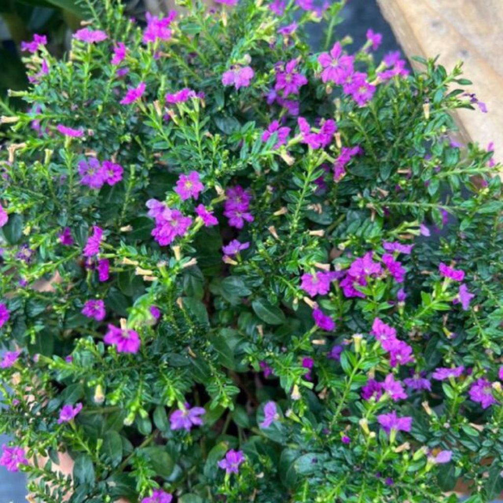 Tanaman Hias Taiwan Beauty Bunga Ungu - Bunga Taiwan Ungu - Tanaman Bunga Taiwan Beauty