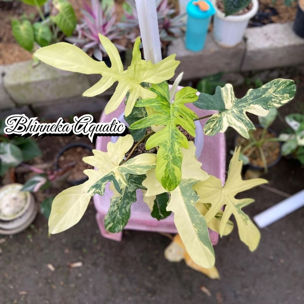 Tanaman Hias Philodendron Flobe x Mayoi Variegata Varigated Varigata Real Pict Murah Ekonomis