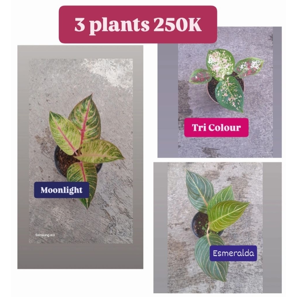 Paket 3 Aglonema 250K = Moonlight/ML, Tri Colour, Esmeralda/Esme