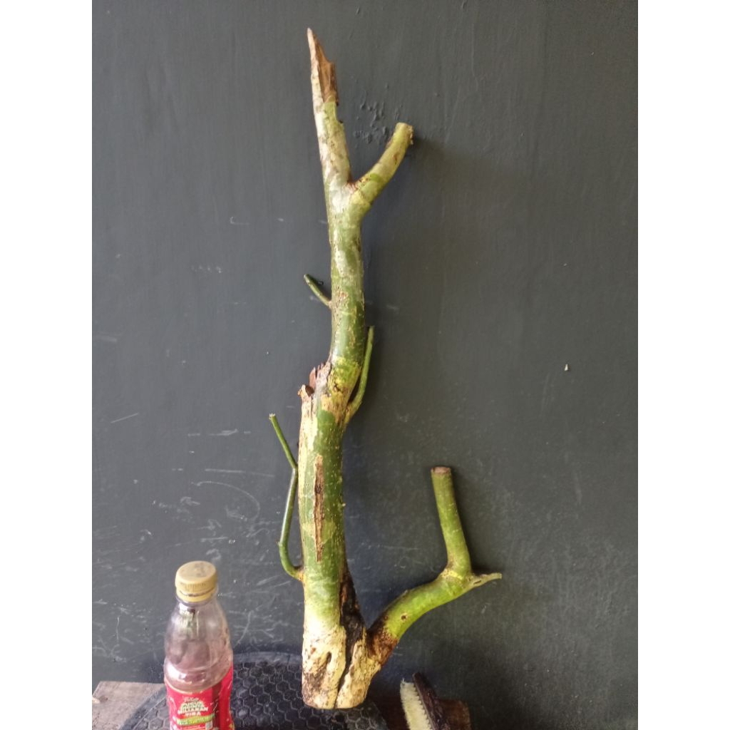 bahan bonsai serut pormal dan bunjin besar