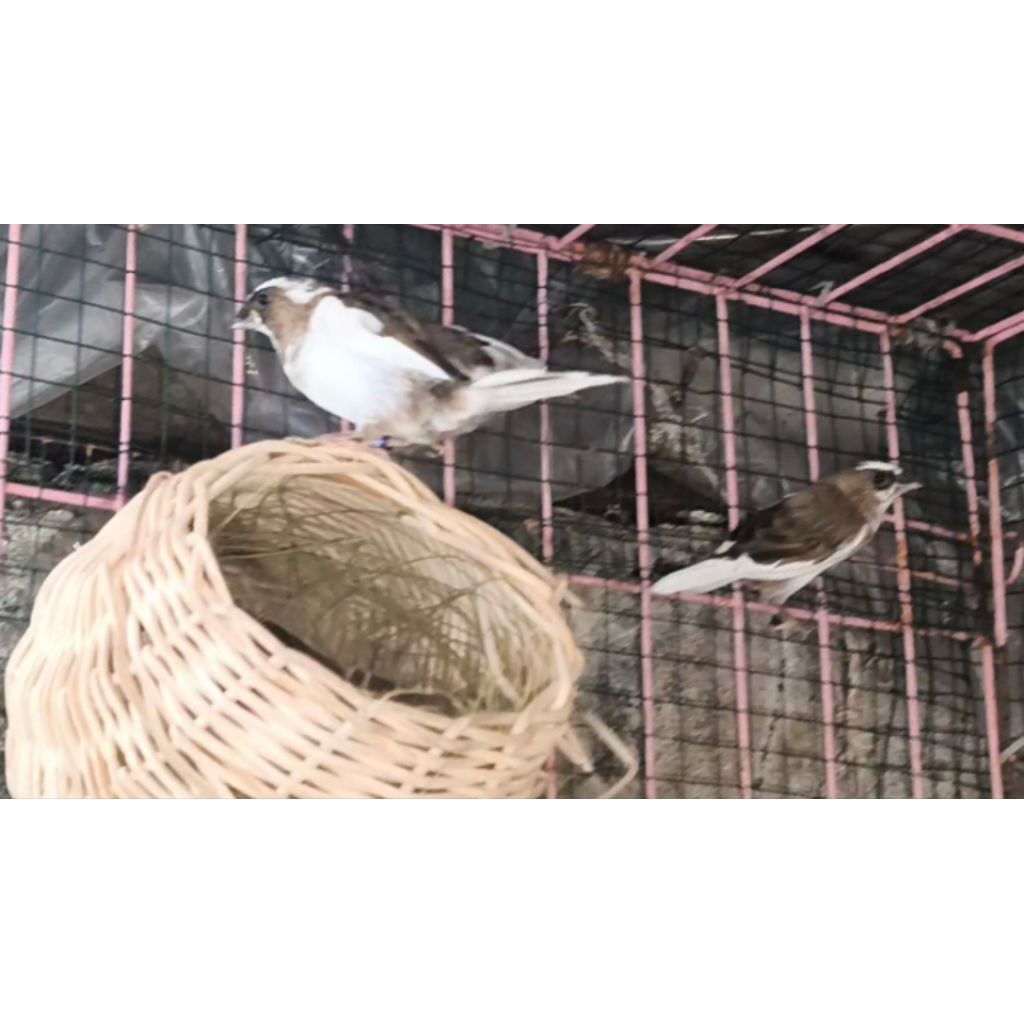 Emprit Jepang (EMJE) Dewasa Jantan / Betina