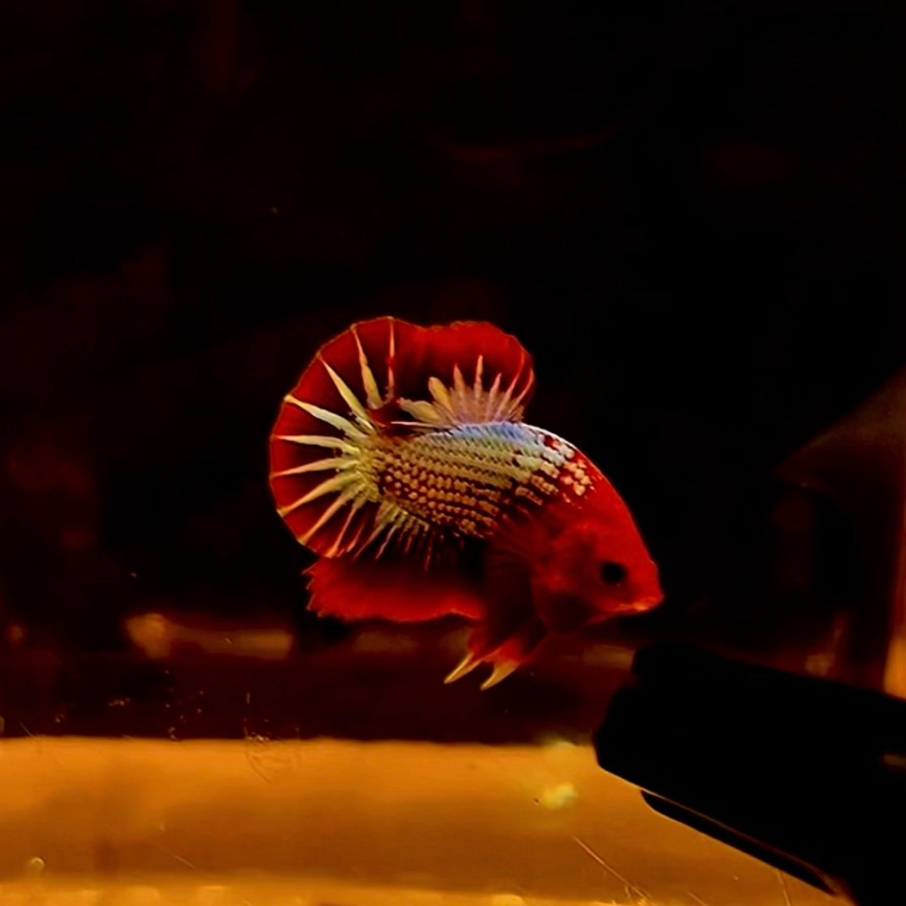 ikan cupang fccp red head size M,plakat fccp red remaja,cupang hias merah putih